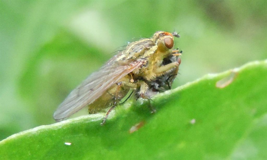 Scathophaga stercoraria con preda?